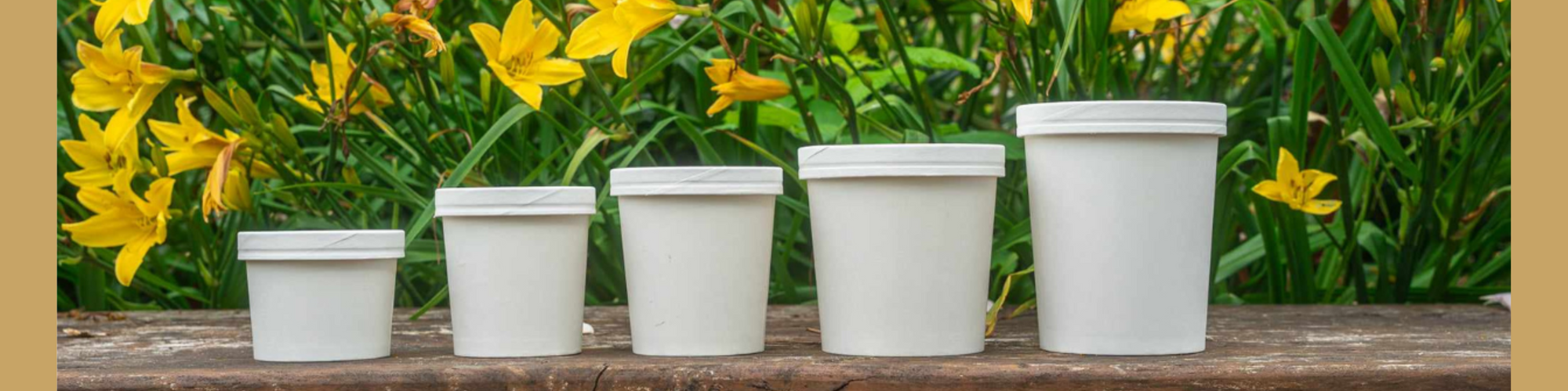 Go Green's Food Packaging